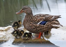Ostern In Jena Elf Entenkueken Sorgen In Woellnitz Fuer Freude 07